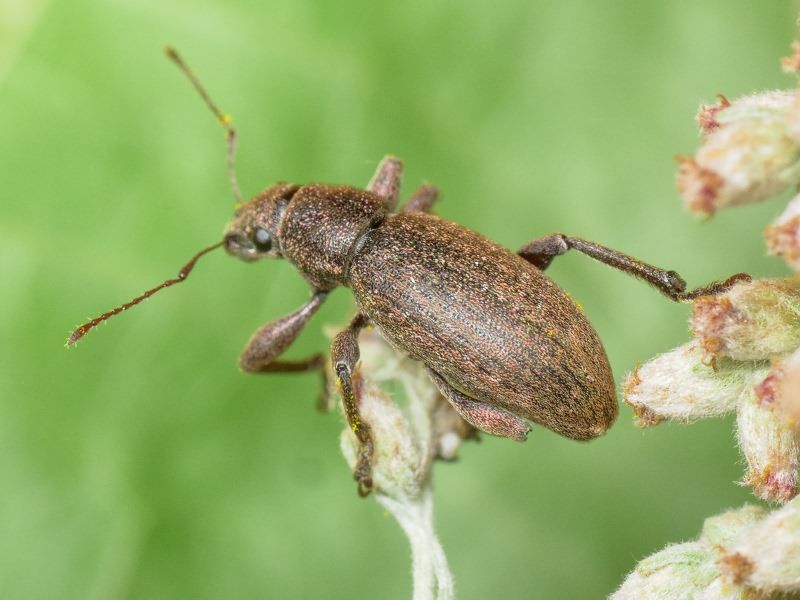 Brachyderes incanus (Linnaeus, 1758)
